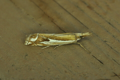Crambus bidens