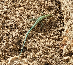 Anatololacerta pelasgiana