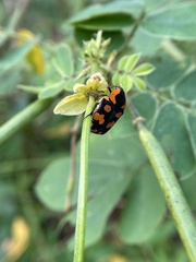 Clinteria klugi