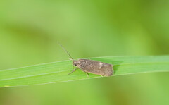 Leistomorpha brontoscopa