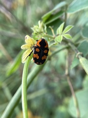 Clinteria klugi