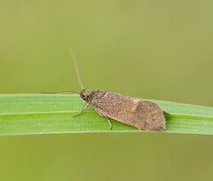 Leistomorpha brontoscopa