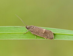 Leistomorpha brontoscopa