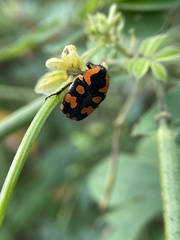Clinteria klugi
