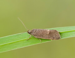 Leistomorpha brontoscopa