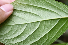 Aralia cordata