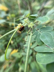 Clinteria klugi