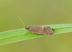 Leistomorpha brontoscopa