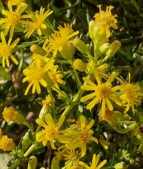 Dittrichia viscosa