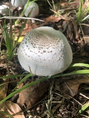 Agaricus campestris