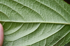 Aralia cordata