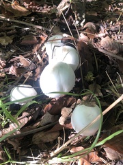 Agaricus campestris