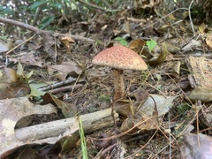Suillus spraguei