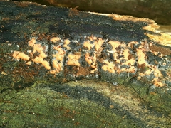 Dictydiaethalium plumbeum