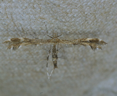 Dejongia lobidactylus