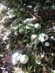 Agaricus campestris