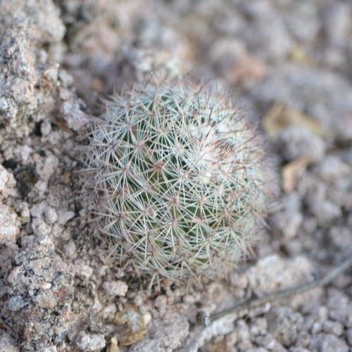 Pelecyphora chihuahuensis