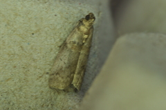 Acrobasis