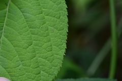 Aralia cordata