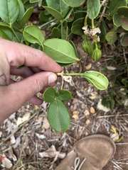 Thilachium africanum