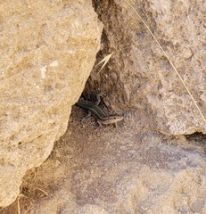 Anatololacerta pelasgiana