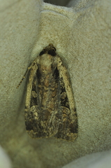 Eueretagrotis sigmoides