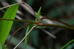 Aralia cordata