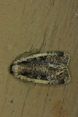 Eueretagrotis sigmoides