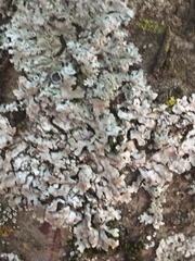 Hypogymnia bitteri