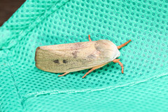 Cryptophasa rubescens