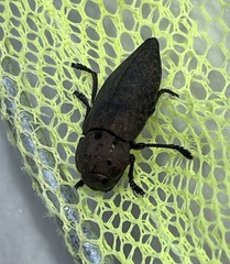 Capnodis tenebricosa