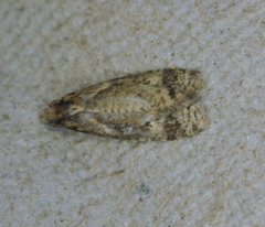 Phtheochroa