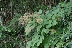 Aralia cordata