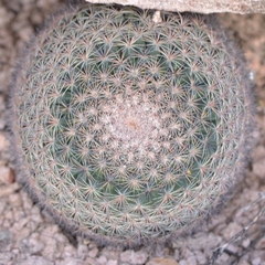 Mammillaria grusonii