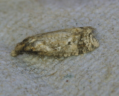 Phtheochroa