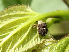 Cionus scrophulariae