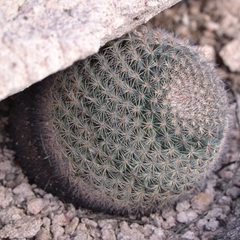 Mammillaria grusonii