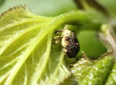 Cionus scrophulariae