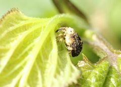 Cionus scrophulariae
