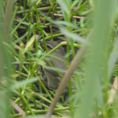 Phylloscopus fuscatus