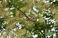 Aralia cordata