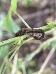 Lepidoptera