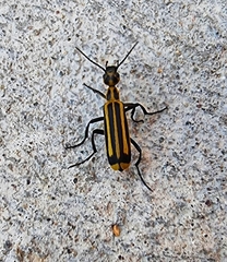 Epicauta niveolineata