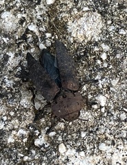 Capnodis tenebricosa