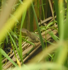 Phylloscopus fuscatus