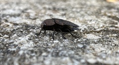 Capnodis tenebricosa