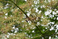 Aralia cordata