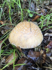 Amanita