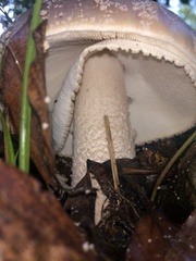 Amanita