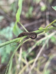 Lepidoptera